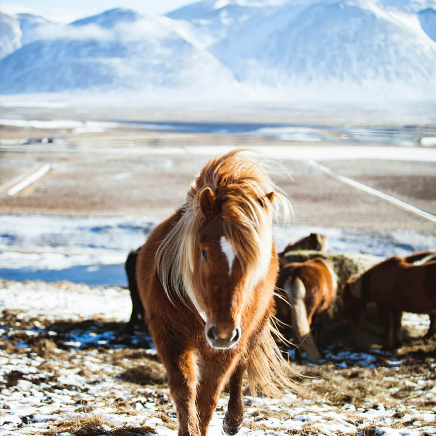 Nano Soma Safe for Animals